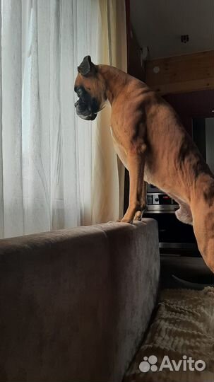 Боксер вязка