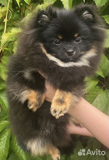 Померанский мини шпиц