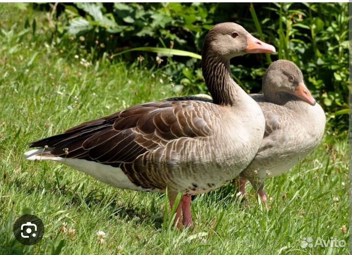 Гусь с гусыней