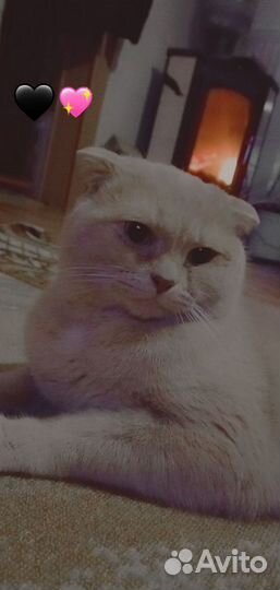 Кот британский вислоухий