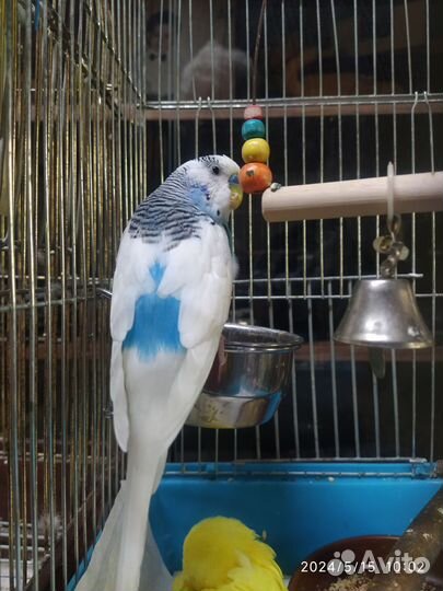 2 Попугая