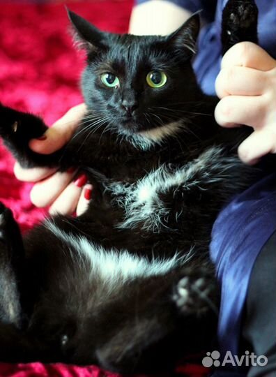 Ласковая кошечка Мэри - в добрые руки