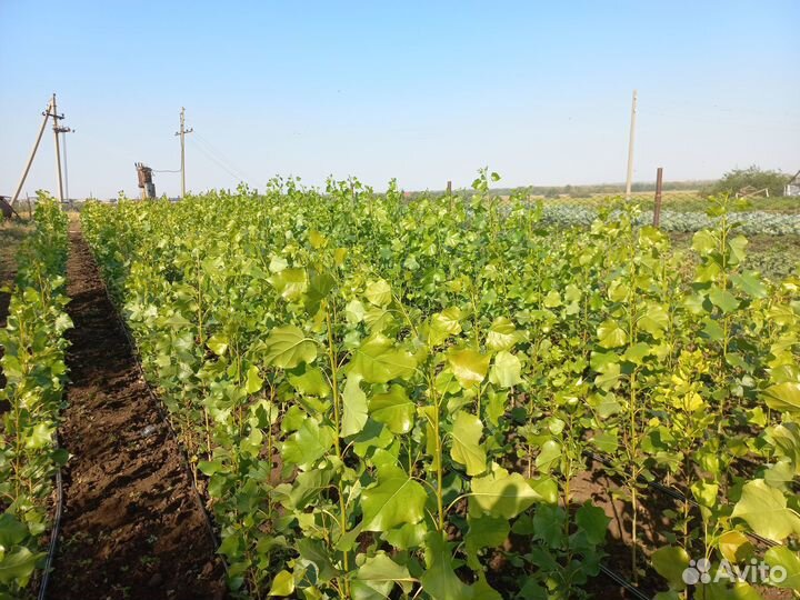 Тополь пирамидальный