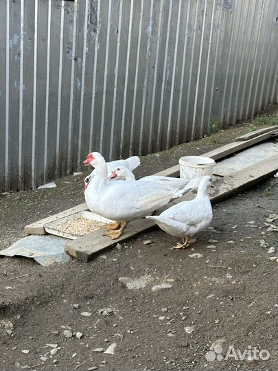 Гуси, индоутки