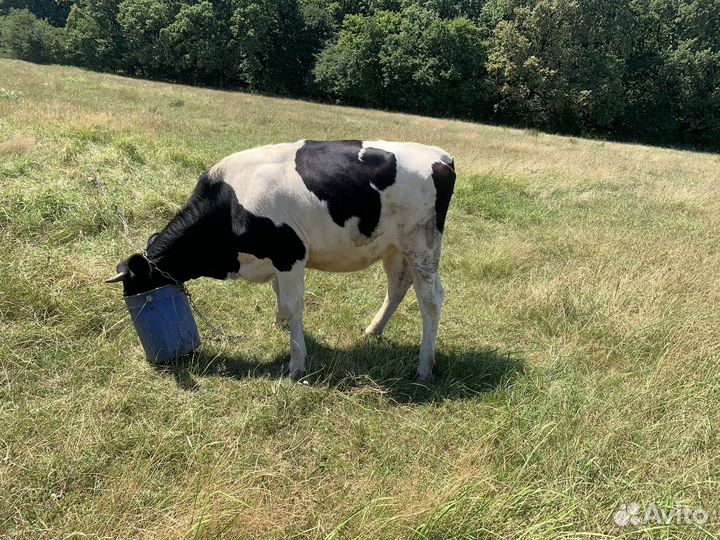 Телка 1.5 года