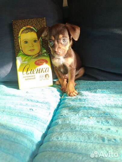 Сладенькая девочка