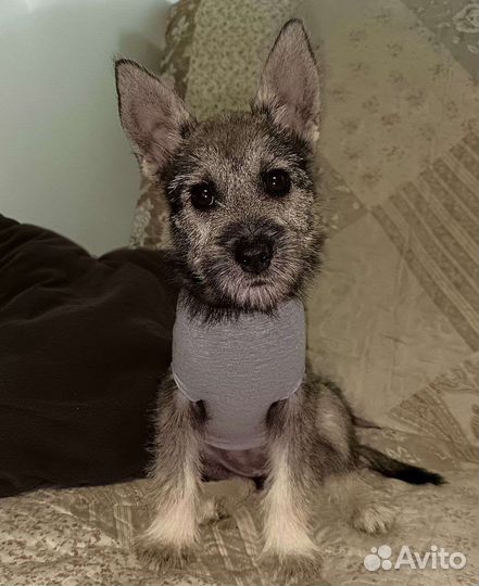 Щенки метисы