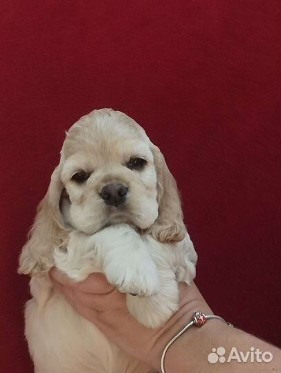 Кокер спаниель