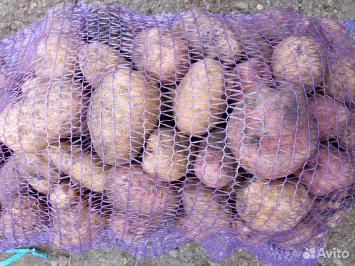 Продам картофель разносортный