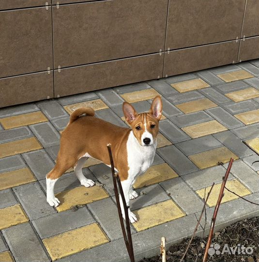 Басенджи девочка 4 мес