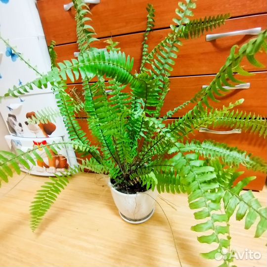 Папоротник нефролепис