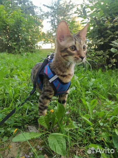 Котята Саванна