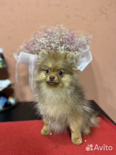 Померанский шпиц