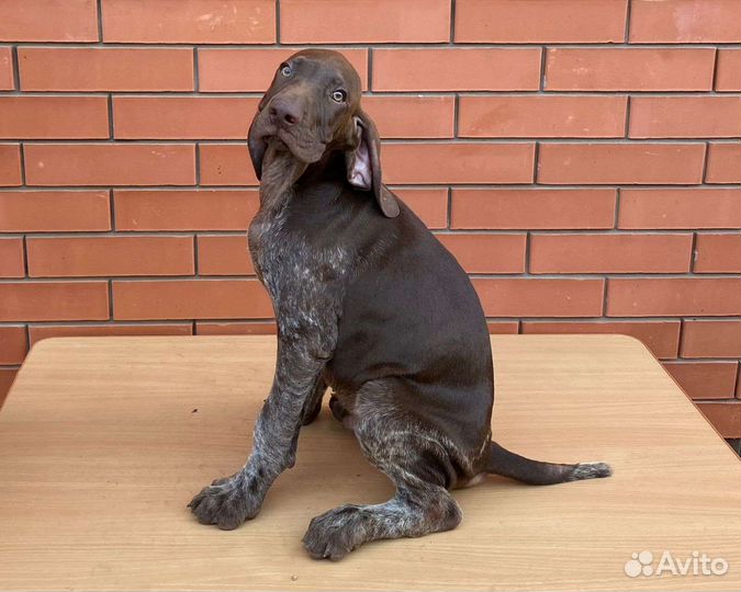 Щенки курцхаара