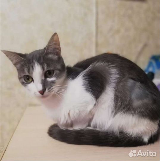 Кошечки подростки стерилизованы