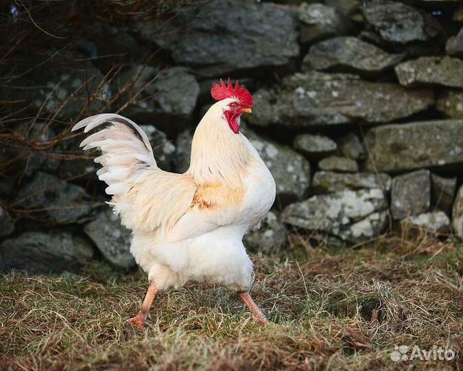 Петухи