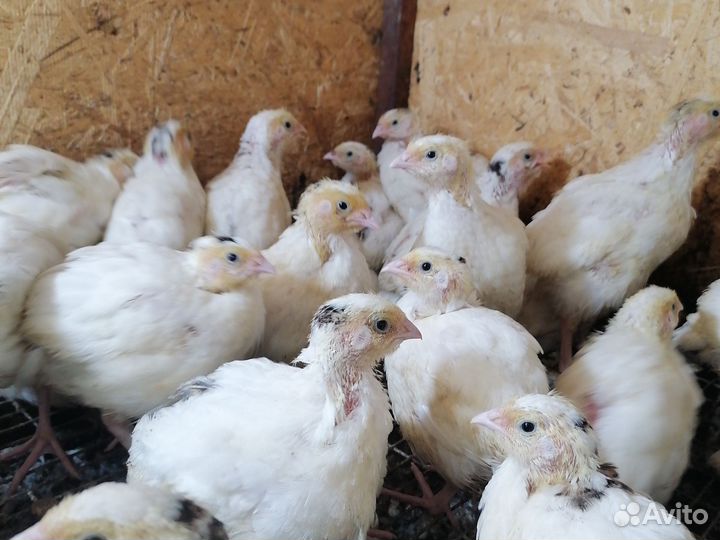 Бройлер цыплята, Утята, индюки, Перепелята, цесар