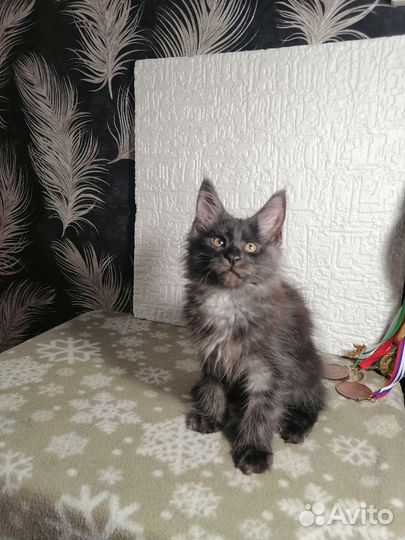 Котята мейн-кун