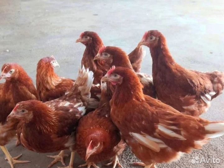 Куры несушки