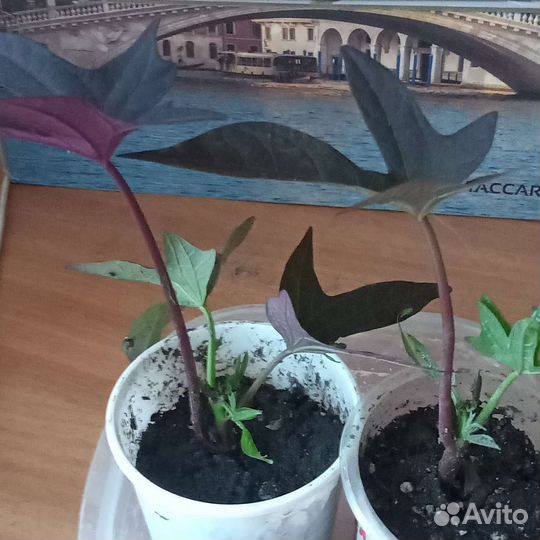 Батат фиолетовый, девичий виноград, кала белая