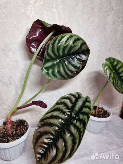 Алоказия медная красная Alocasia Cuprea Red Secret