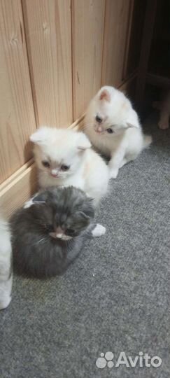 Шотланские вислоухие котята