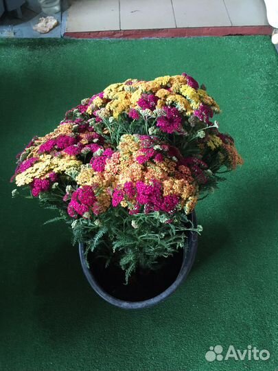 Тысячелистник