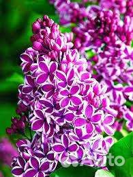 Сирень сенсация