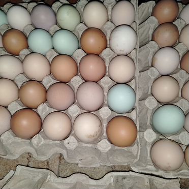 Яйцо домашнее инкубационное