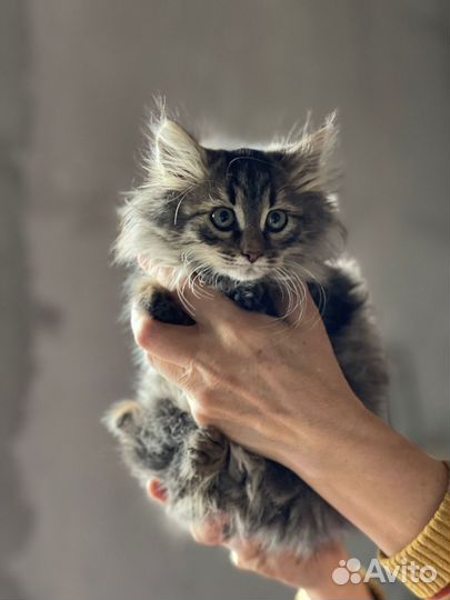 Котята пушистики в добрые руки