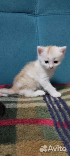 Котенок (девочка)