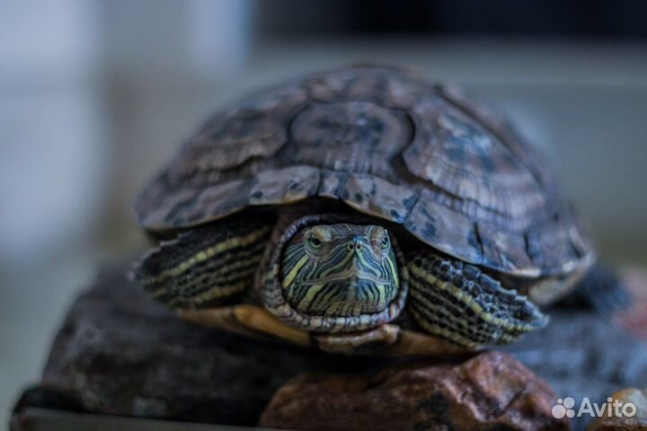 2 черепашки