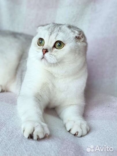 Шотландская вислоухая шиншилла