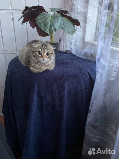 Потерялась кошка