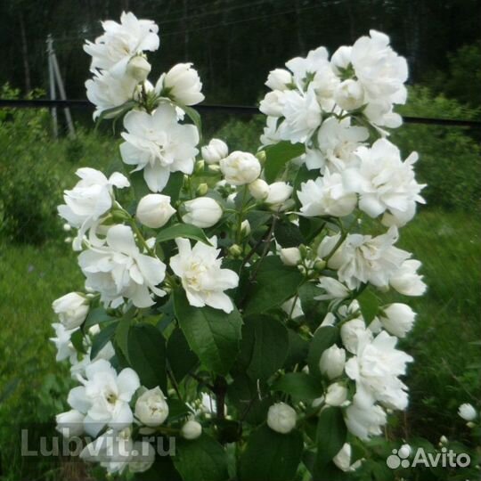 Продам чубушник (жасмин)