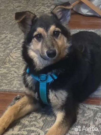 Усыпление животных Ветеринарная помощь Кастрация