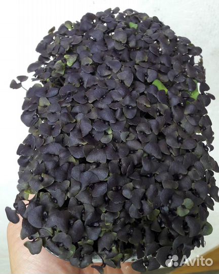 Микрозелень