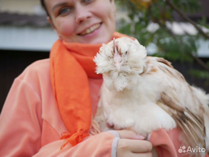 Инкубационное яйцо фавероль