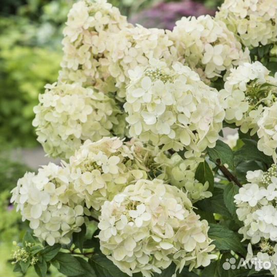 Гортензия petit star