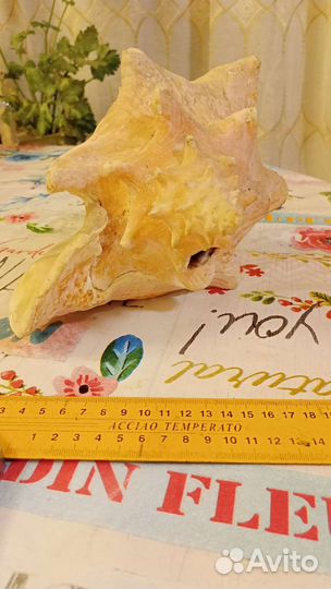 Раковина морская ракушка большая