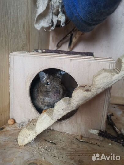 Витрина с дегу