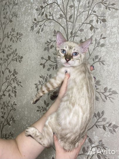 Бенгальские котята