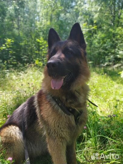 Выгул собак