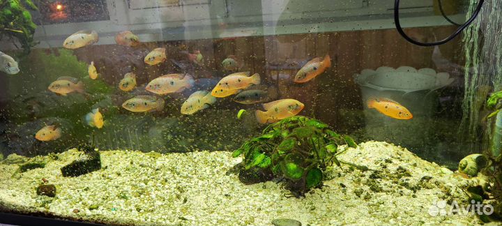 Хромис красавец