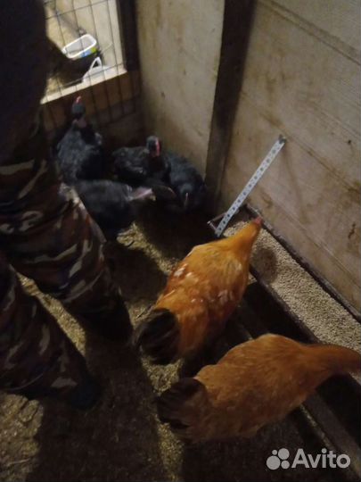 Циплята. Индоутята