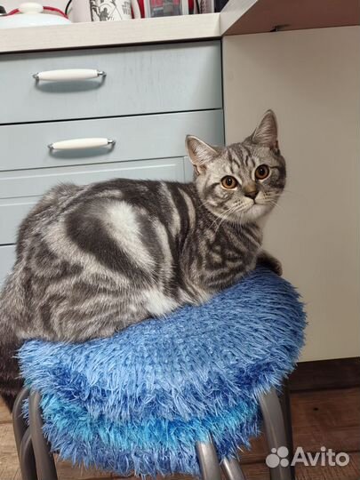 Вязка Шотландская прямоухая (скоттиш-страйт)