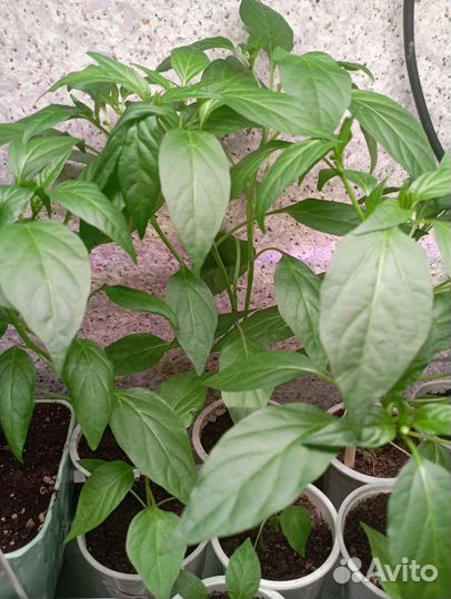 Комнатные перцы и помидоры