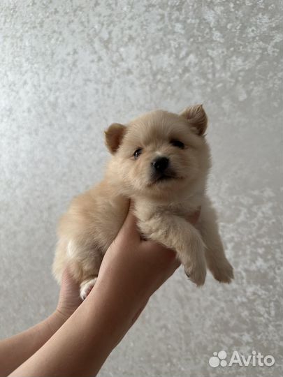 Щенки померанского шпица
