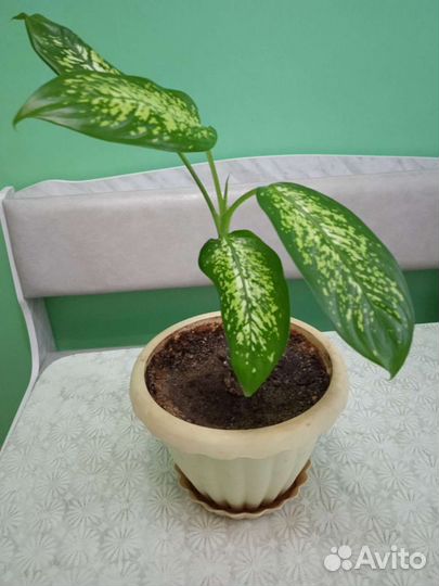 Комнатные цветы и растения