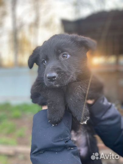 Щенки в добрые руки